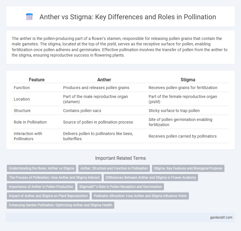 Anther vs Stigma: Key Differences and Roles in Pollination