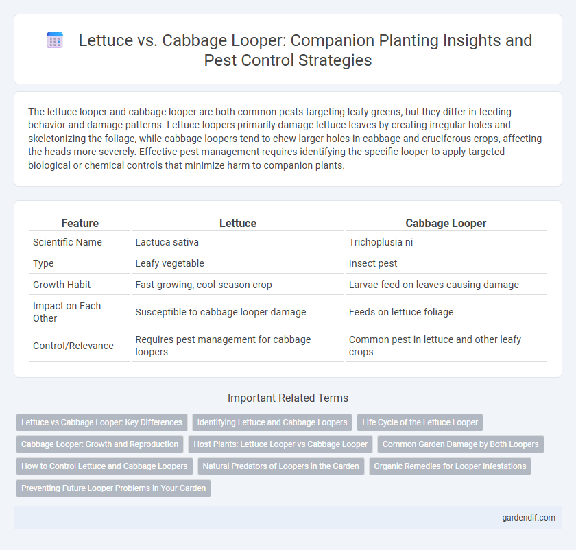 Lettuce vs. Cabbage Looper: Companion Planting Insights and Pest Control Strategies