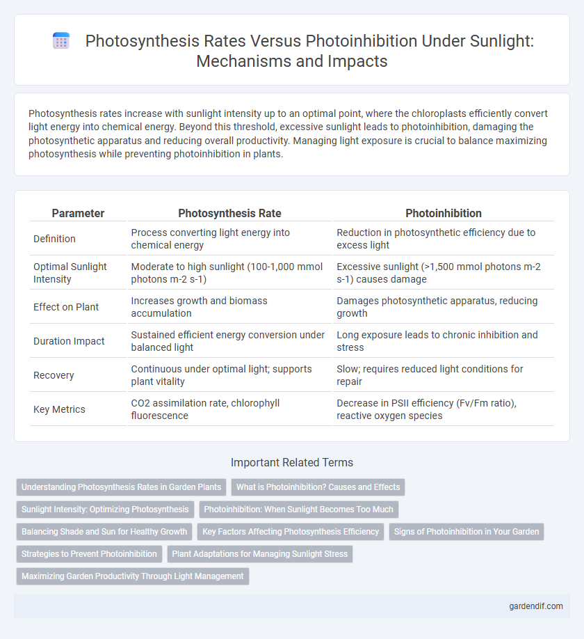 Photosynthesis Rates Versus Photoinhibition Under Sunlight: Mechanisms and Impacts