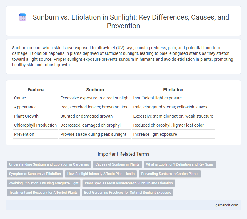 Sunburn vs. Etiolation in Sunlight: Key Differences, Causes, and Prevention