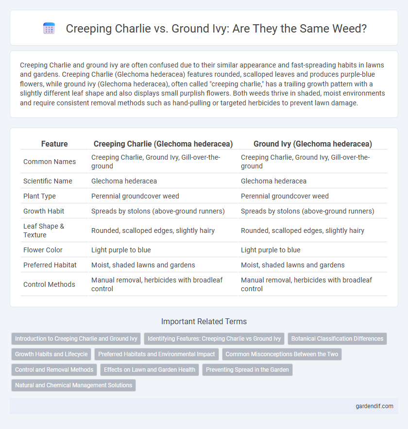 Creeping Charlie vs. Ground Ivy: Are They the Same Weed?