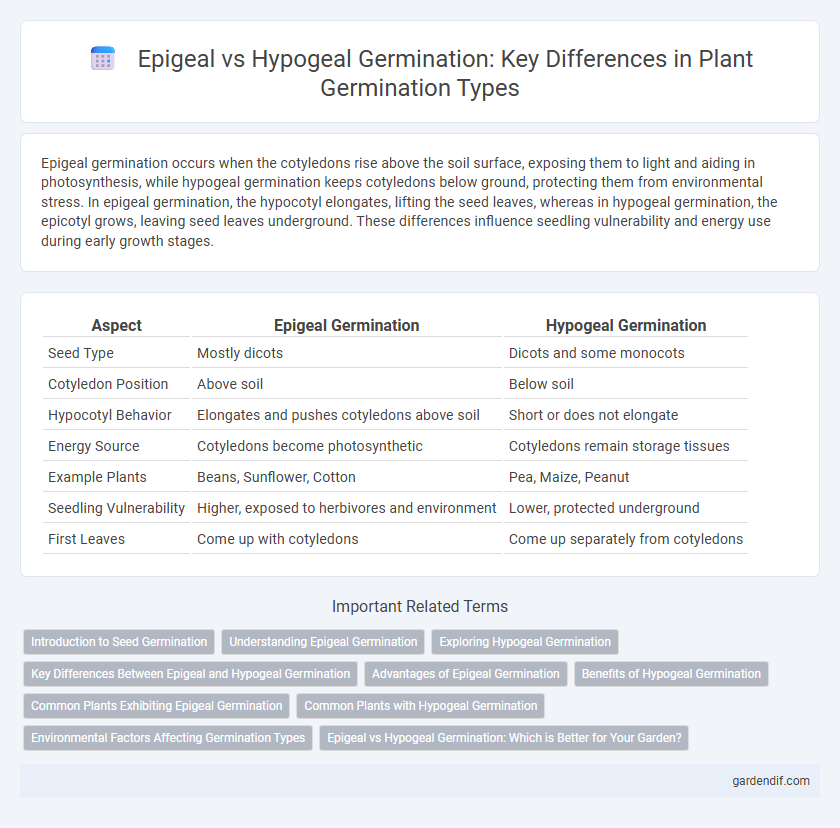 Epigeal vs Hypogeal Germination: Key Differences in Plant Germination Types