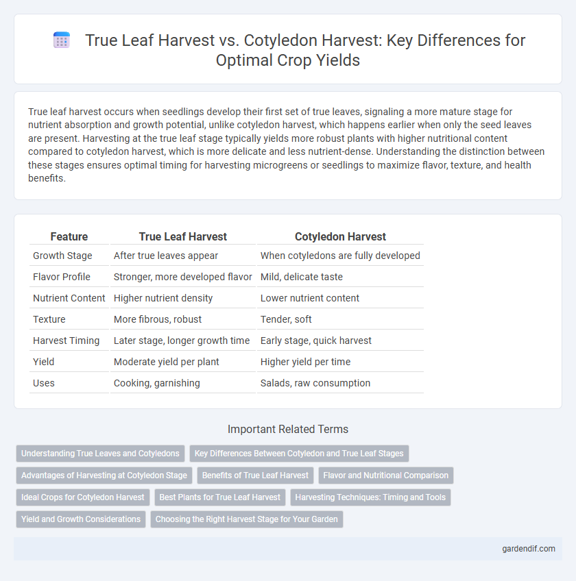 True Leaf Harvest vs. Cotyledon Harvest: Key Differences for Optimal Crop Yields