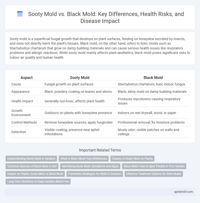 Sooty Mold vs. Black Mold: Key Differences, Health Risks, and Disease Impact