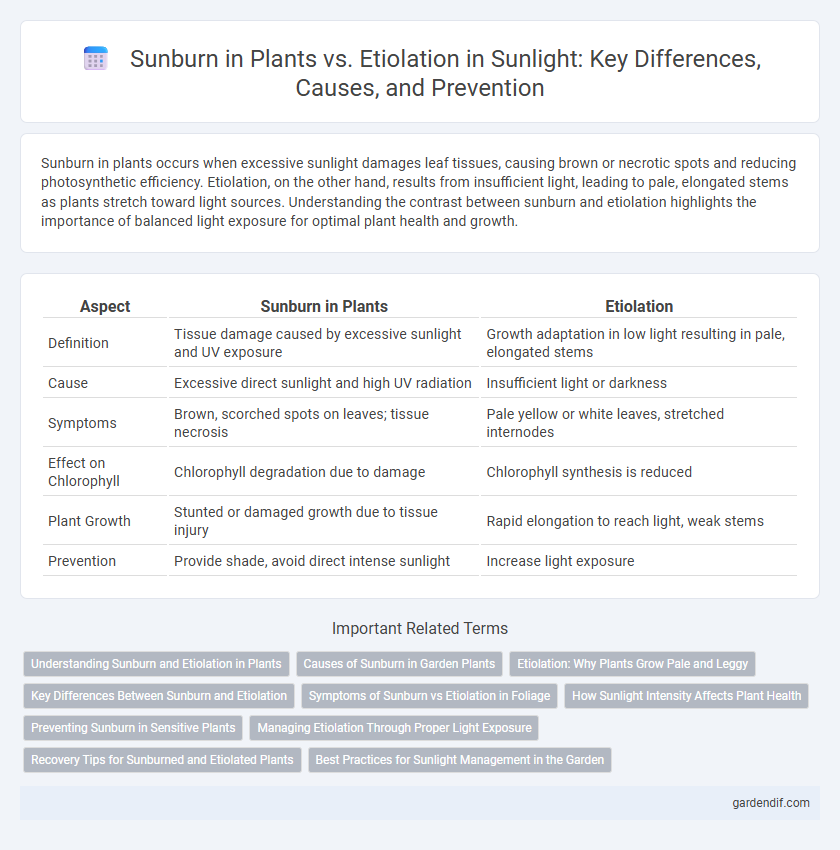Sunburn in Plants vs. Etiolation in Sunlight: Key Differences, Causes, and Prevention