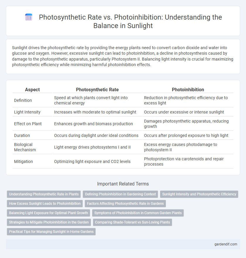 Photosynthetic Rate vs. Photoinhibition: Understanding the Balance in Sunlight