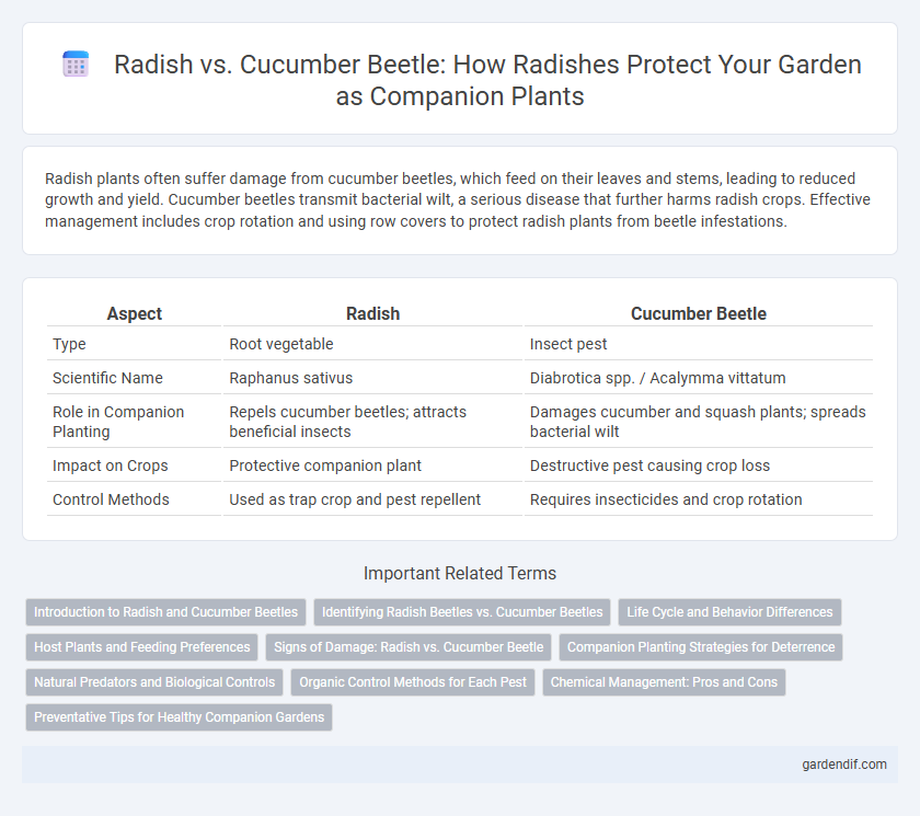 Radish vs. Cucumber Beetle: How Radishes Protect Your Garden as Companion Plants