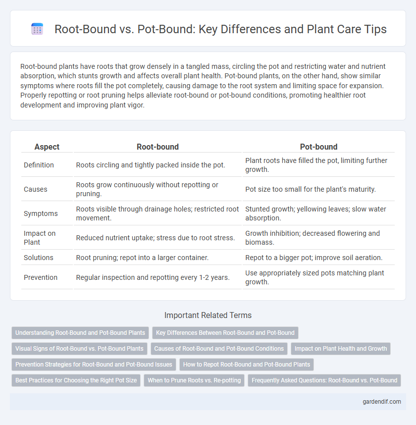 Root-Bound vs. Pot-Bound: Key Differences and Plant Care Tips