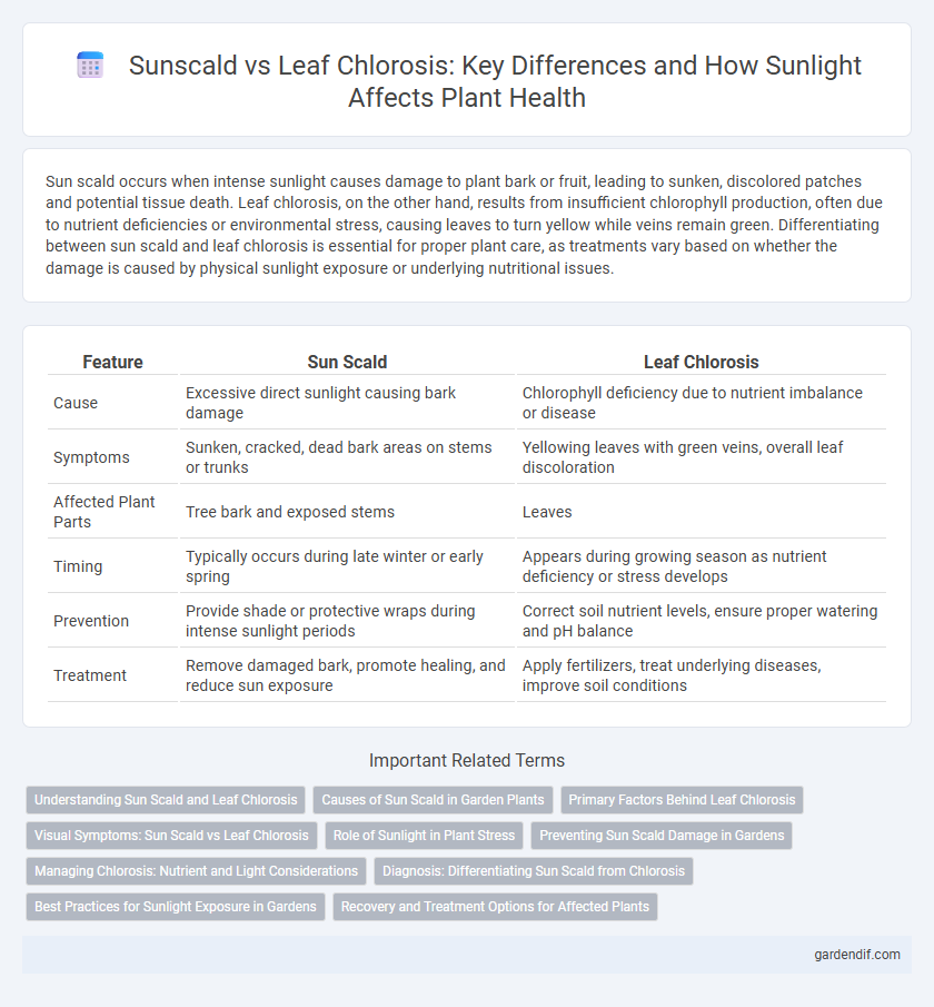 Sunscald vs Leaf Chlorosis: Key Differences and How Sunlight Affects Plant Health