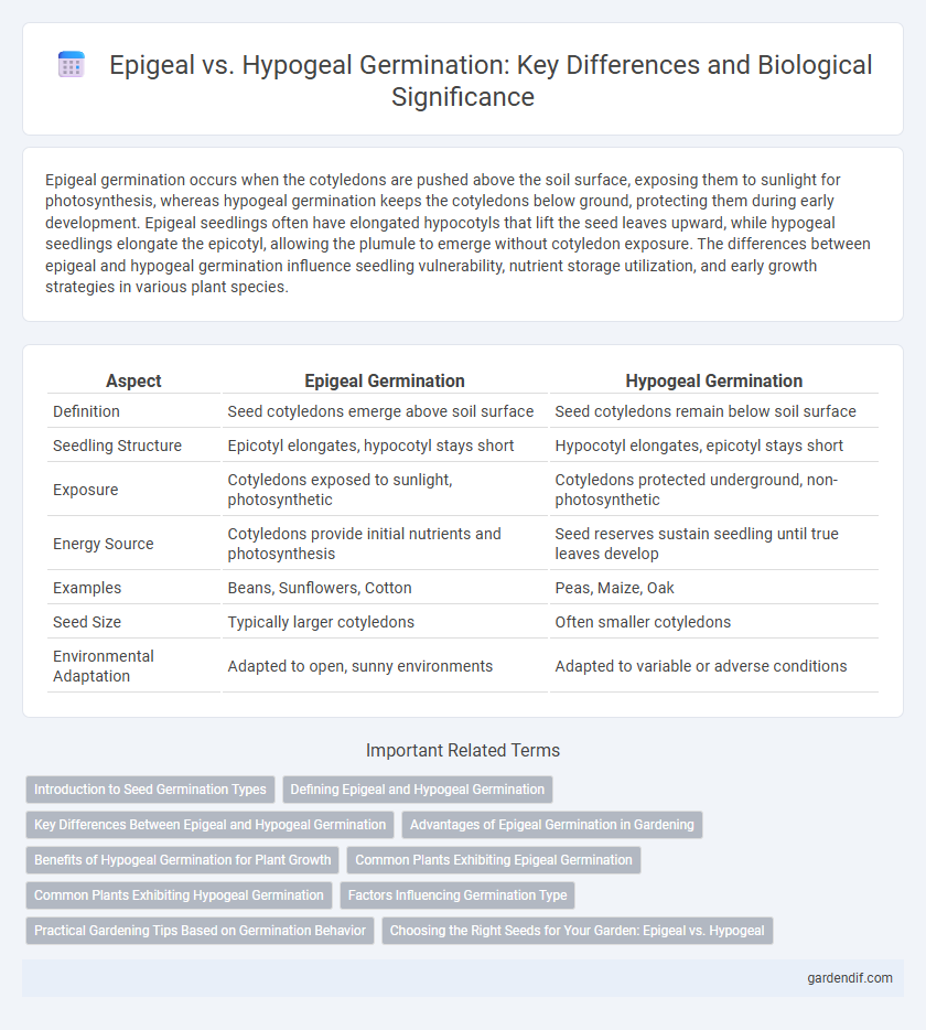 Epigeal vs. Hypogeal Germination: Key Differences and Biological Significance