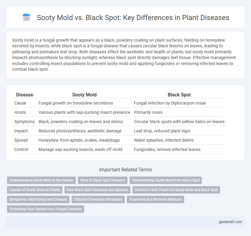 Sooty Mold vs. Black Spot: Key Differences in Plant Diseases