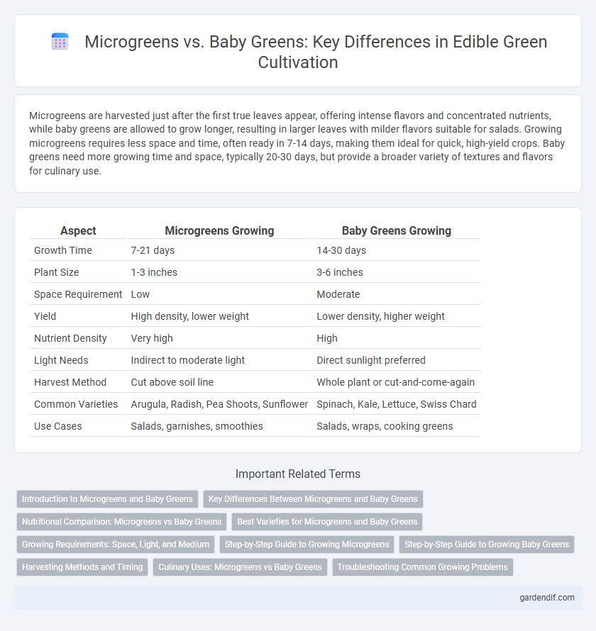 Microgreens vs. Baby Greens: Key Differences in Edible Green Cultivation