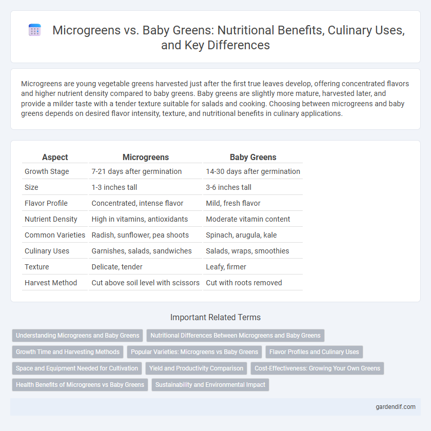 Microgreens vs. Baby Greens: Nutritional Benefits, Culinary Uses, and Key Differences