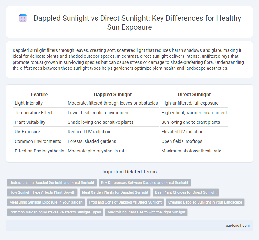 Dappled Sunlight vs Direct Sunlight: Key Differences for Healthy Sun Exposure