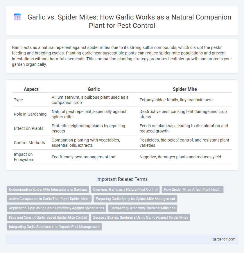 Garlic vs. Spider Mites: How Garlic Works as a Natural Companion Plant for Pest Control