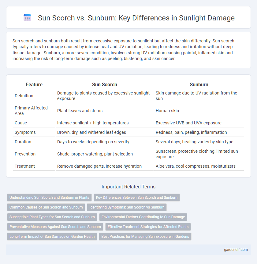 Sun Scorch vs. Sunburn: Key Differences in Sunlight Damage