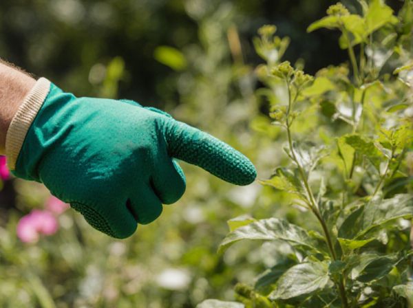Balanced NPK vs. High-Phosphorus Fertilizers: Which is Best for Your Plants?