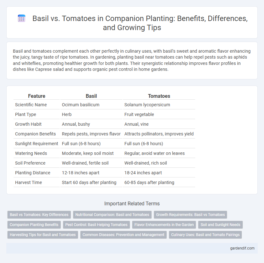 Basil vs. Tomatoes in Companion Planting: Benefits, Differences, and Growing Tips