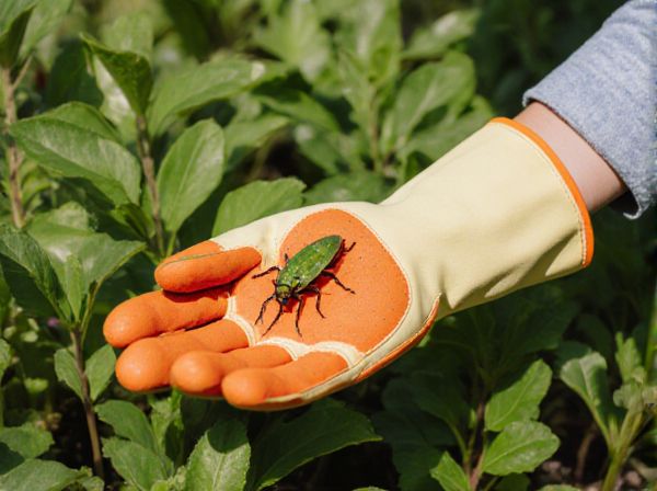 Biological vs. Chemical Pest Control in Organic Farming: Methods, Benefits, and Drawbacks