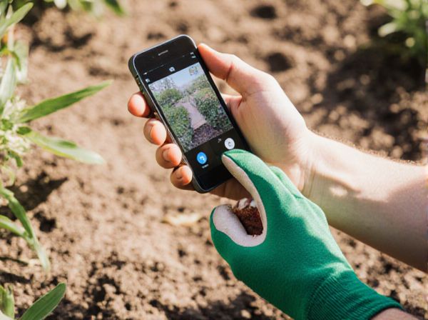 Cachepot vs. Direct Planting in Containers: Which Method Is Best for Your Plants?