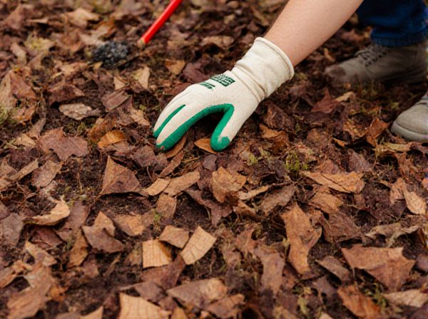 Cedar Mulch vs. Cypress Mulch: Which is Best for Your Garden?