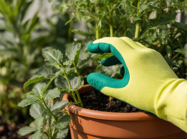 Container Gardening vs. Window Box Gardening for Edible Plants: Key Differences and Benefits