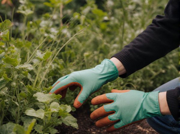 Cultural Control vs. Chemical Control in Weed Management: Strategies, Benefits, and Challenges