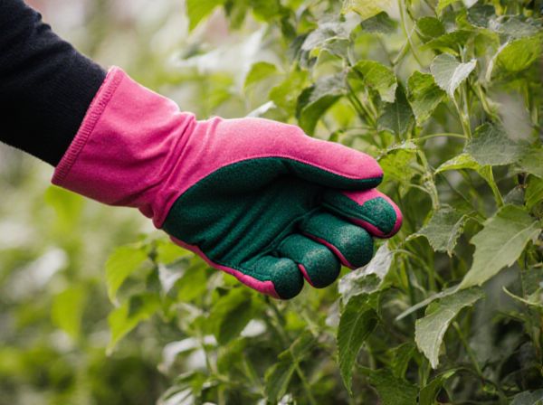 Deadheading vs. Coppicing: Key Differences and Best Practices in Pruning