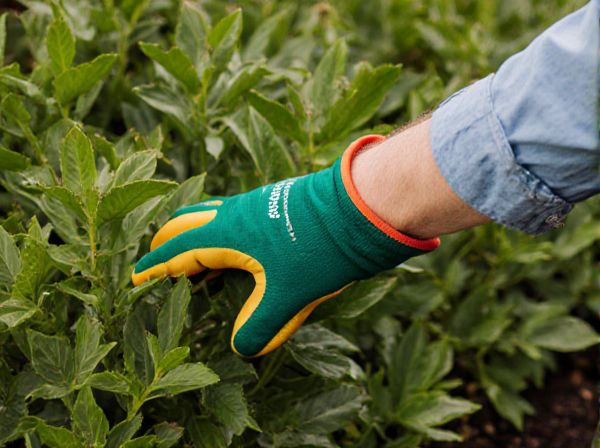 Deadheading vs. Cutting Back in Pruning: Key Differences and Best Practices