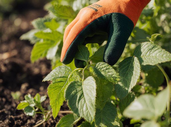 Deadheading vs. Pruning: Key Differences and Best Practices for Healthy Plants