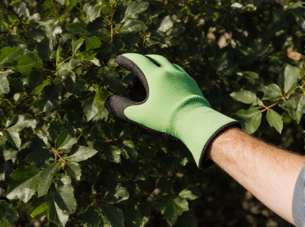 Deciduous Shade vs. Evergreen Shade: Key Differences for Optimal Garden Shading