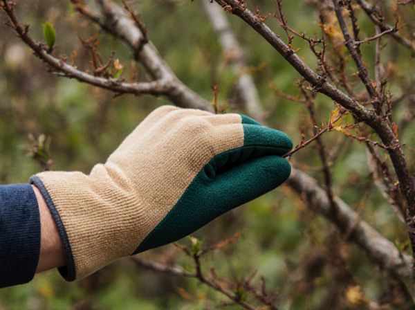 Dormant Pruning vs. Active Growth Pruning: Seasonal Strategies for Healthier Plants