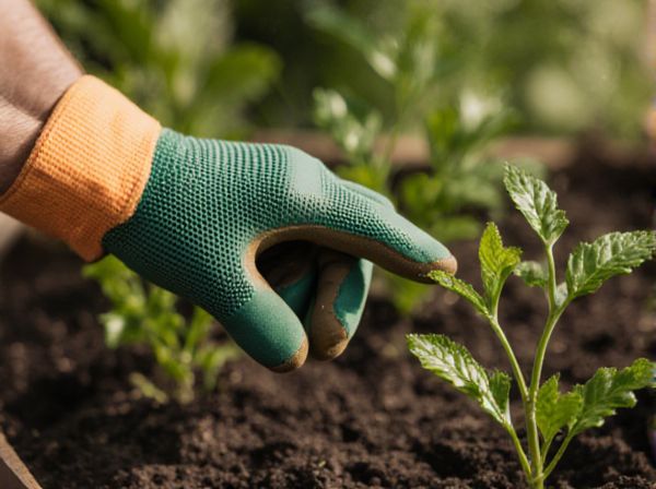 Dry Gardening vs. Rain Gardening: Which Is Best for Your Climate?