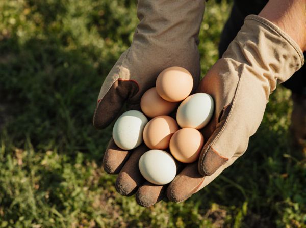 Duck Eggs vs. Chicken Eggs: Which Is Better for Backyard Gardens?