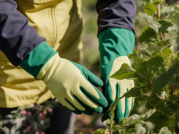Espalier vs. Pleaching in Pruning: Key Differences, Techniques, and Garden Benefits