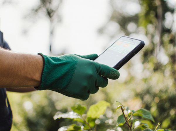 Facilitation vs. Competition in Companion Planting: Key Differences and Benefits
