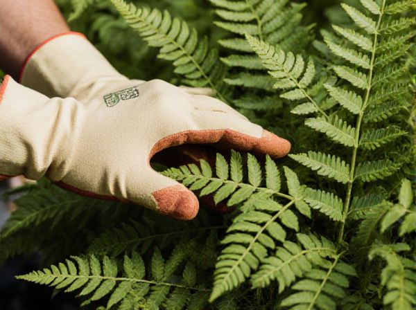 Fern Garden vs. Hosta Garden: Which Is Best for Your Shady Yard?