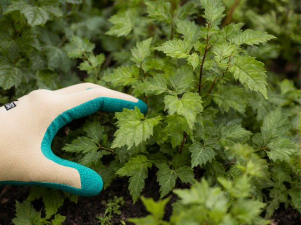Foliage Interest vs. Flower Interest in Ornamental Plants: Key Differences and Design Tips
