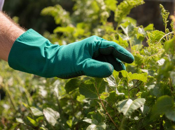 Foliage Plants vs. Flowering Plants in Ornamental Gardening: Key Differences and Benefits