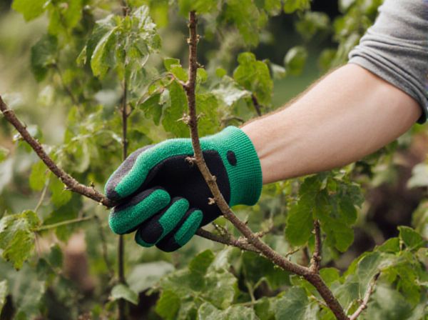 Formative Pruning vs Corrective Pruning: Key Differences and Best Practices in Plant Pruning