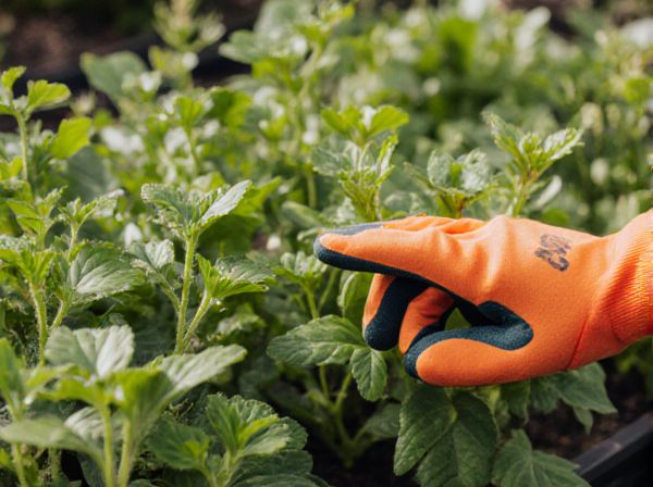 French Intensive Gardening vs Biointensive Gardening: Key Differences in Edible Gardening Techniques