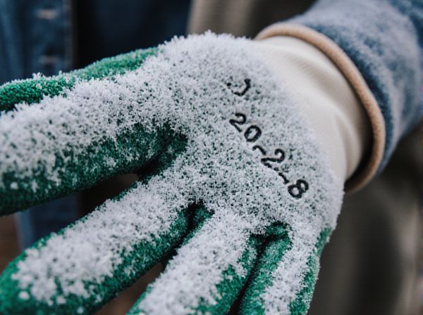 Frost Dates vs. Freeze Dates: Key Differences in Climate and Gardening Timing