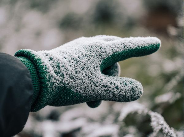 Frost Hardy vs Frost Tender Plants: Understanding Their Survival in Different Climates