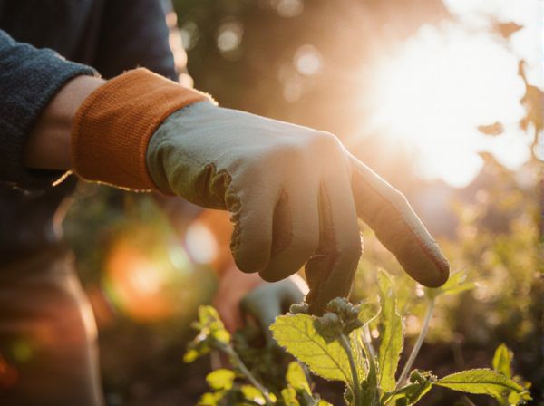 Full Sun vs Partial Shade: Understanding Sunlight Requirements for Healthy Plant Growth