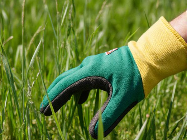 Goosegrass vs Foxtail: Key Differences, Identification, and Effective Weed Control