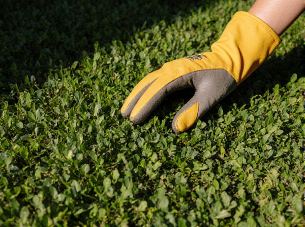 Groundcover vs. Turfgrass: Best Options for Shaded Areas