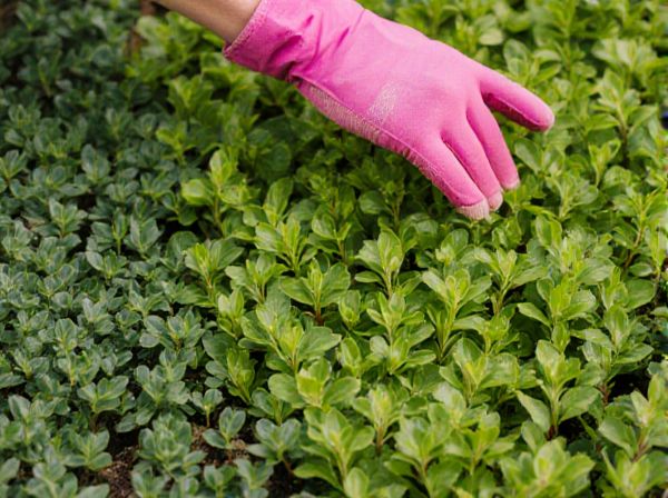 Groundcover Planting vs. Lawn Installation: Which Is Best for Your Landscape?