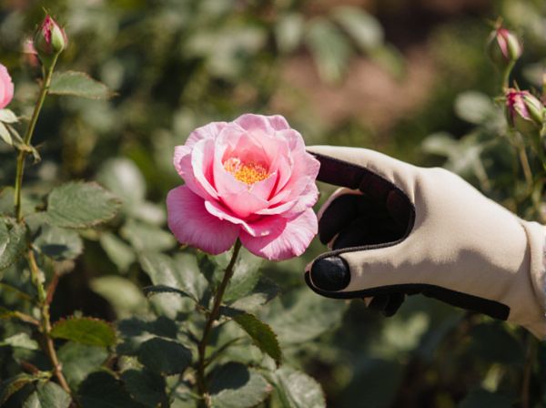 Heirloom Roses vs. Modern Hybrid Tea Roses: Key Differences in Ornamental Gardening