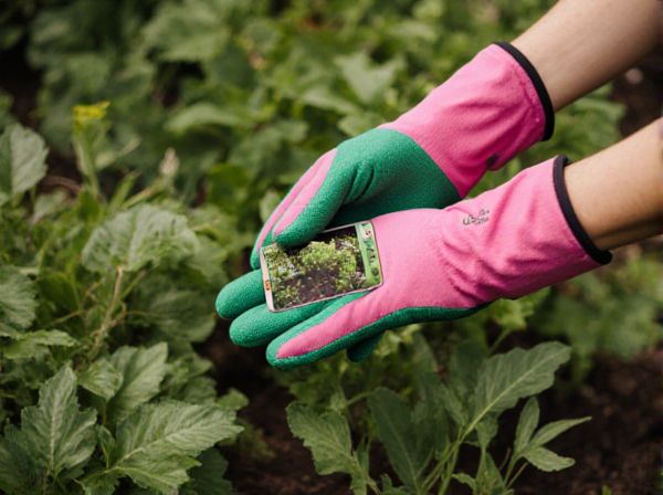 Heirloom Seeds vs GMO Seeds: Key Differences, Benefits, and Drawbacks