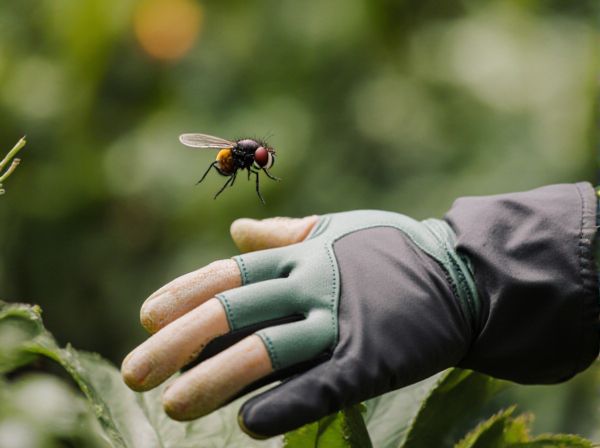 Hoverfly vs Wasp: Which Insect Is the Better Pollinator?